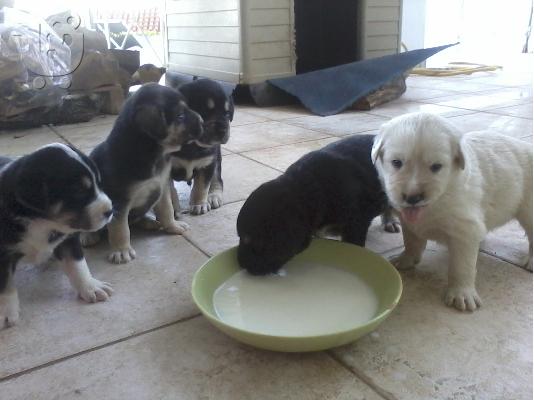 PoulaTo: Χαριζονται ημιαιμα λυκοσκυλα